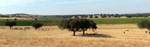 alentejo-topo02