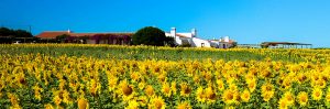 alentejo-zambujeira-herdadetouril-topo