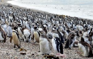 argentina-pinguinos-magallanes-punta-tombo