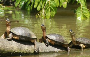 costa-rica-tortuego-03
