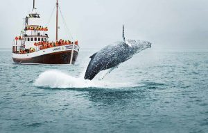 islandia-dia03-Husavik
