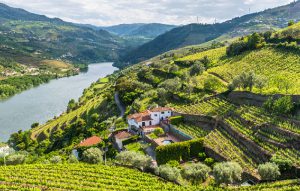 vinho-douro-fundo