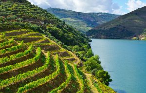 vinho-douro-vinhateiro