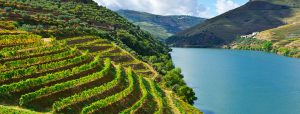 vinho-douro-vinhateiro-topo
