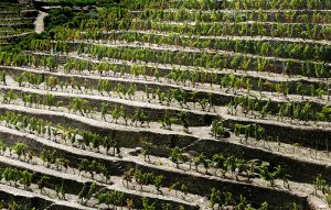 vinho-vinhas